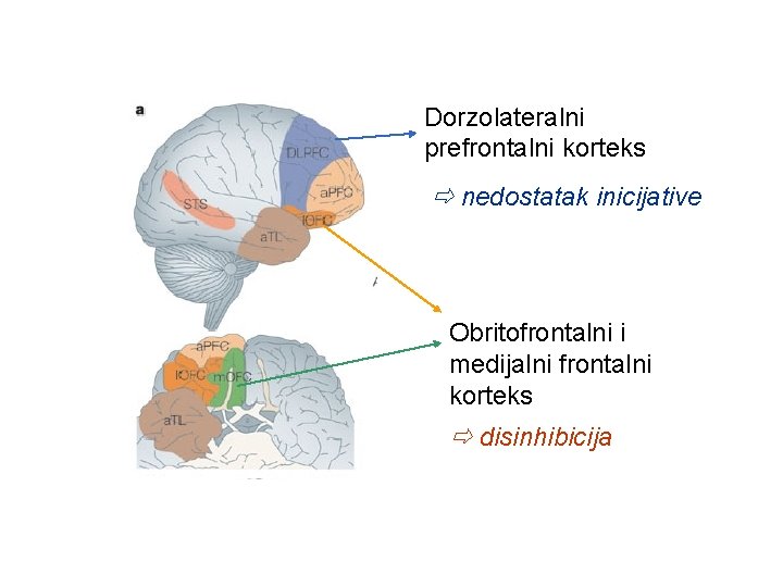 Dorzolateralni prefrontalni korteks nedostatak inicijative Obritofrontalni i medijalni frontalni korteks disinhibicija 