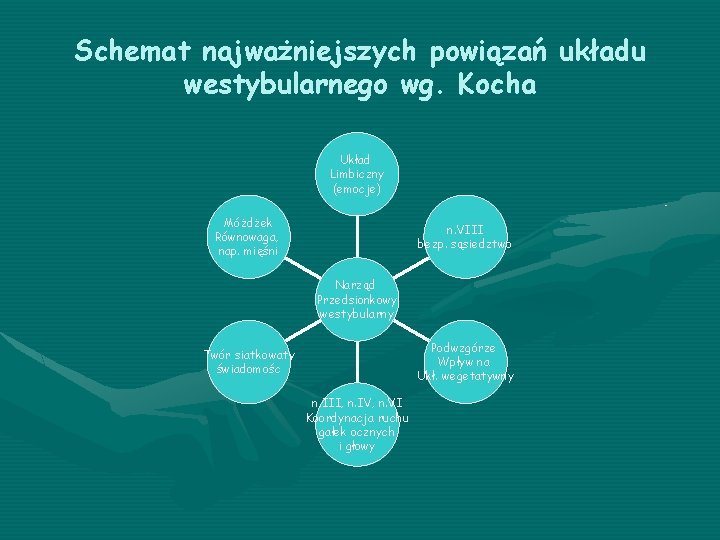 Schemat najważniejszych powiązań układu westybularnego wg. Kocha Układ Limbiczny (emocje) Móżdżek Równowaga, nap. mięśni