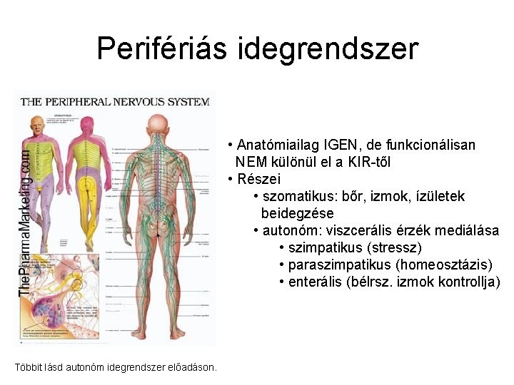 Perifériás idegrendszer • Anatómiailag IGEN, de funkcionálisan NEM különül el a KIR-től • Részei