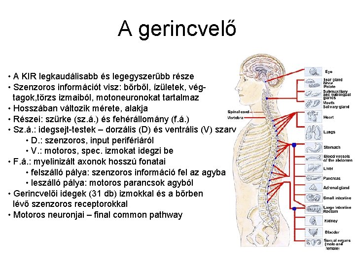 A gerincvelő • A KIR legkaudálisabb és legegyszerűbb része • Szenzoros információt visz: bőrből,