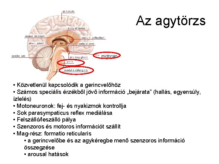 Az agytörzs midbrain • Közvetlenül kapcsolódik a gerincvelőhöz • Számos speciális érzékből jövő információ