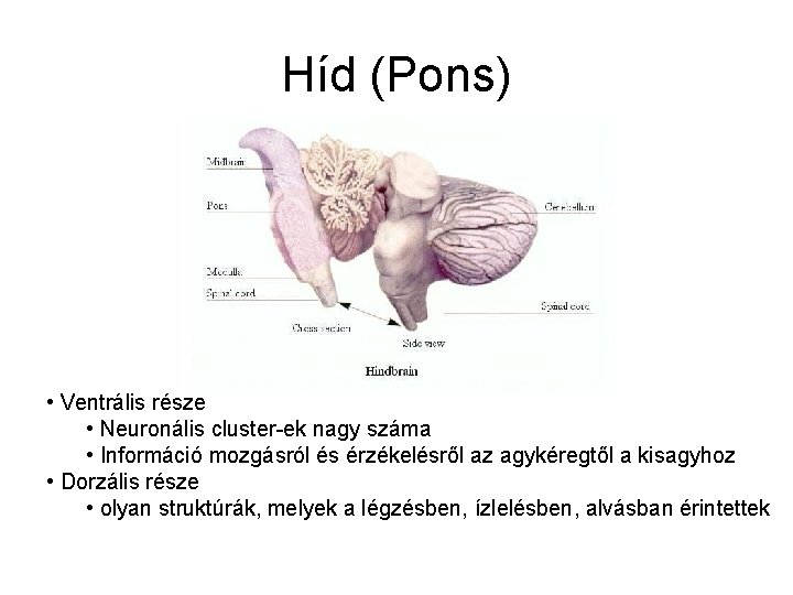 Híd (Pons) • Ventrális része • Neuronális cluster-ek nagy száma • Információ mozgásról és