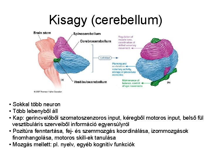 Kisagy (cerebellum) • Sokkal több neuron • Több lebenyből áll • Kap: gerincvelőből szomatoszenzoros
