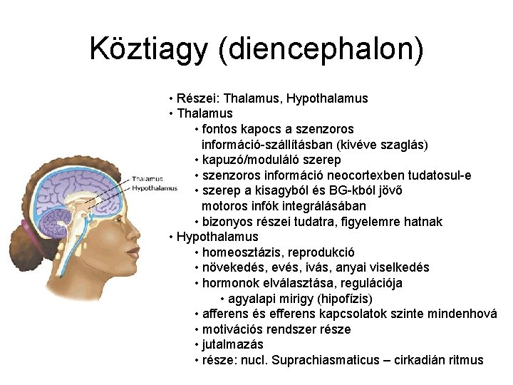 Köztiagy (diencephalon) • Részei: Thalamus, Hypothalamus • Thalamus • fontos kapocs a szenzoros információ-szállításban