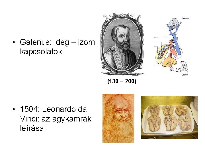  • Galenus: ideg – izom kapcsolatok (130 – 200) • 1504: Leonardo da