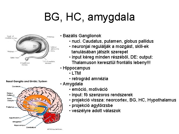 BG, HC, amygdala • Bazális Ganglionok • nucl. Caudatus, putamen, globus pallidus • neuronjai