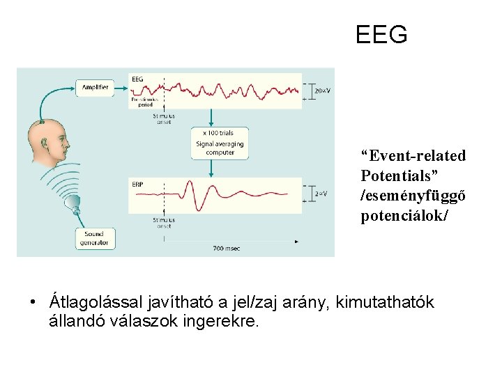 EEG “Event-related Potentials” /eseményfüggő potenciálok/ • Átlagolással javítható a jel/zaj arány, kimutathatók állandó válaszok