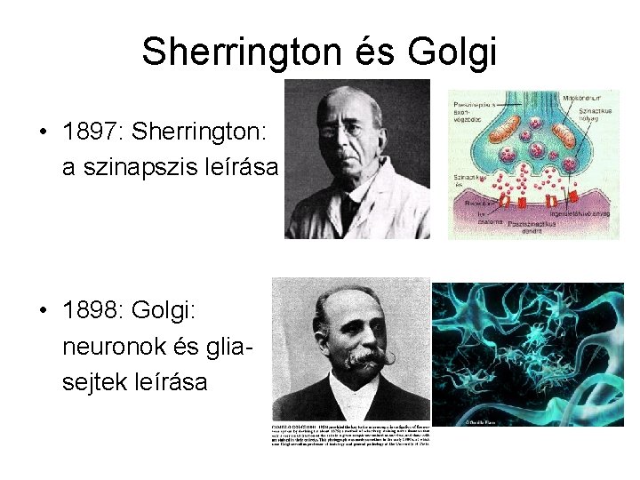 Sherrington és Golgi • 1897: Sherrington: a szinapszis leírása • 1898: Golgi: neuronok és
