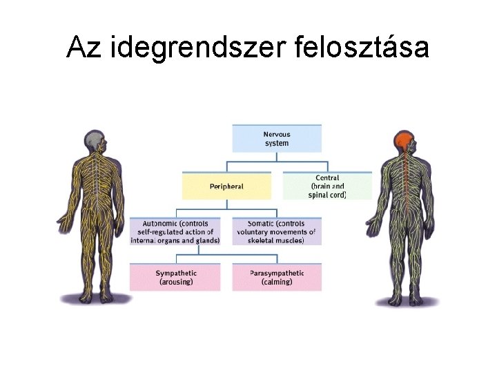 Az idegrendszer felosztása 