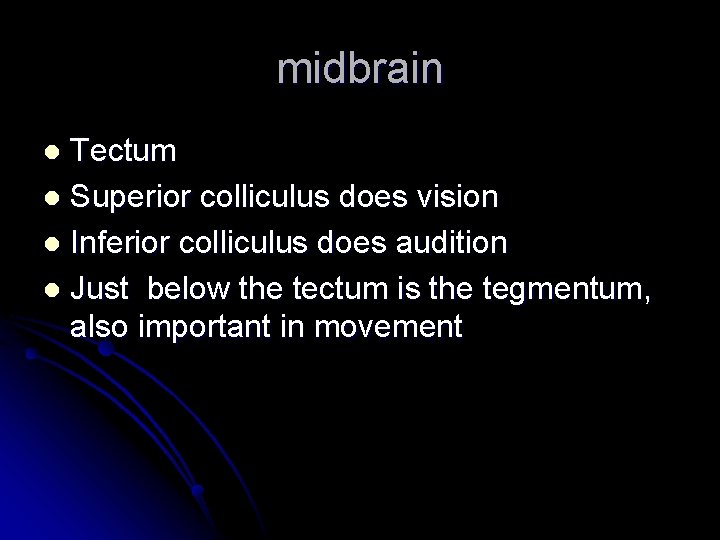 midbrain Tectum l Superior colliculus does vision l Inferior colliculus does audition l Just