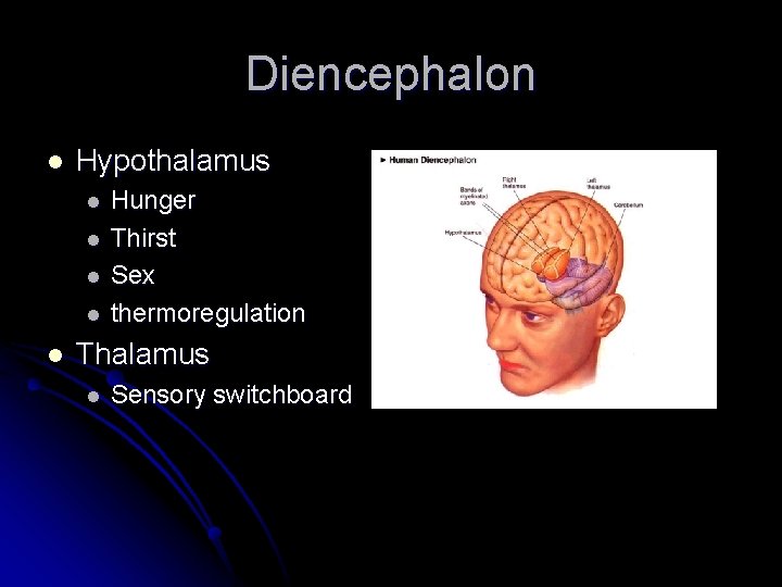 Diencephalon l Hypothalamus l l l Hunger Thirst Sex thermoregulation Thalamus l Sensory switchboard