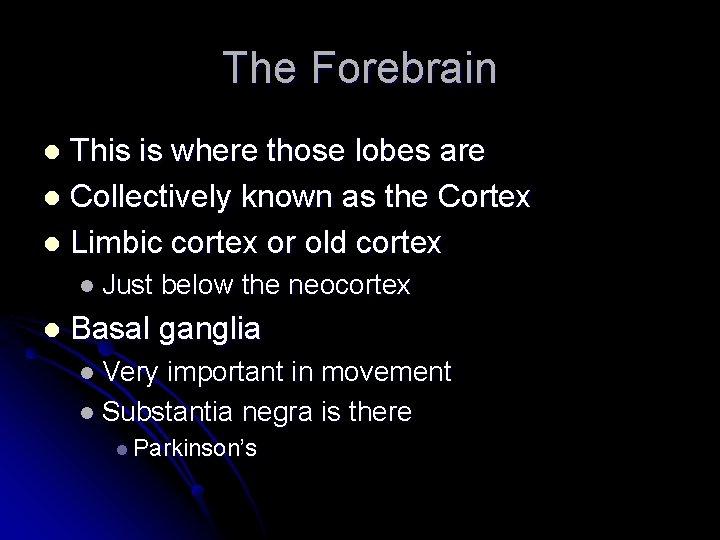 The Forebrain This is where those lobes are l Collectively known as the Cortex