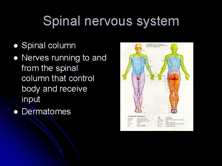 Spinal nervous system l l l Spinal column Nerves running to and from the