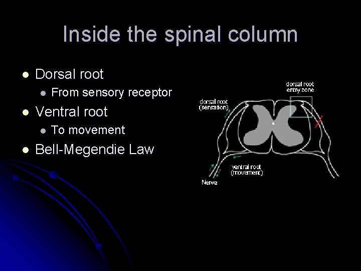 Inside the spinal column l Dorsal root l l Ventral root l l From