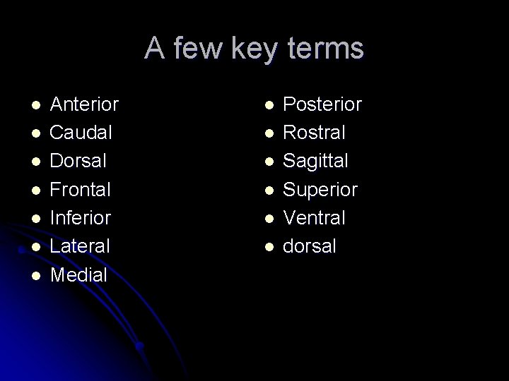 A few key terms l l l l Anterior Caudal Dorsal Frontal Inferior Lateral