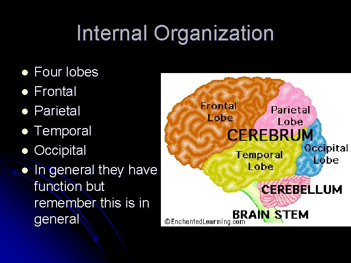 Internal Organization l l l Four lobes Frontal Parietal Temporal Occipital In general they