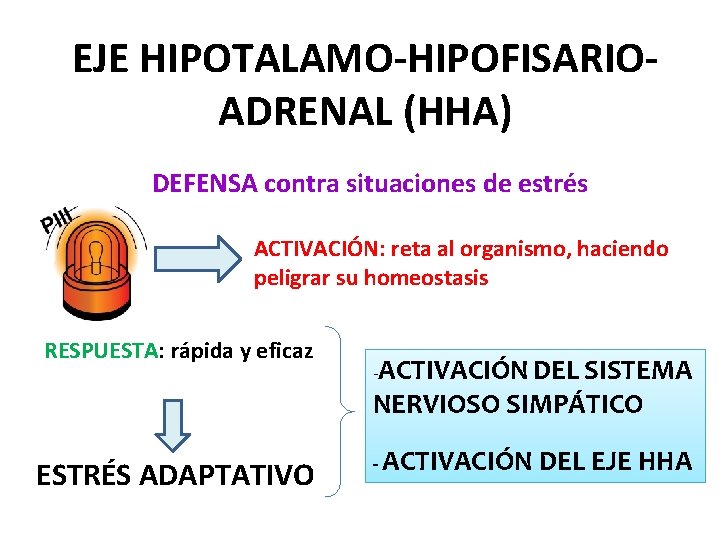 EJE HIPOTALAMO-HIPOFISARIOADRENAL (HHA) DEFENSA contra situaciones de estrés ACTIVACIÓN: reta al organismo, haciendo peligrar