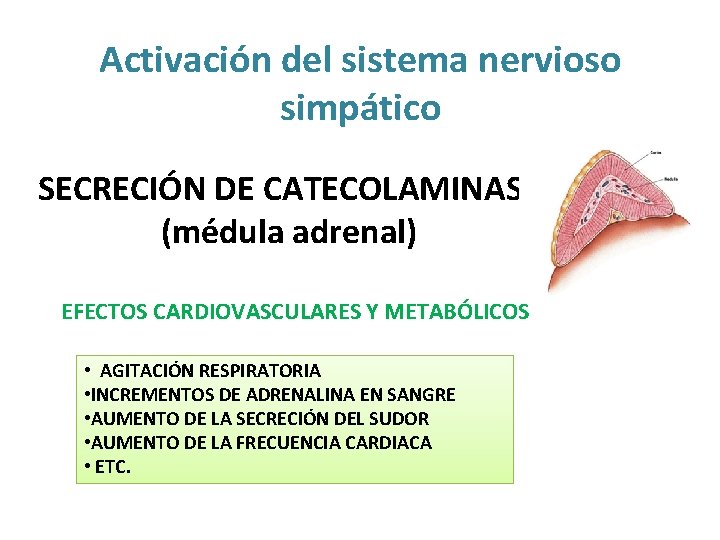 Activación del sistema nervioso simpático SECRECIÓN DE CATECOLAMINAS (médula adrenal) EFECTOS CARDIOVASCULARES Y METABÓLICOS