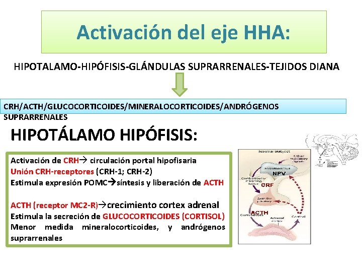 Activación del eje HHA: HIPOTALAMO-HIPÓFISIS-GLÁNDULAS SUPRARRENALES-TEJIDOS DIANA CRH/ACTH/GLUCOCORTICOIDES/MINERALOCORTICOIDES/ANDRÓGENOS SUPRARRENALES HIPOTÁLAMO HIPÓFISIS: Activación de CRH