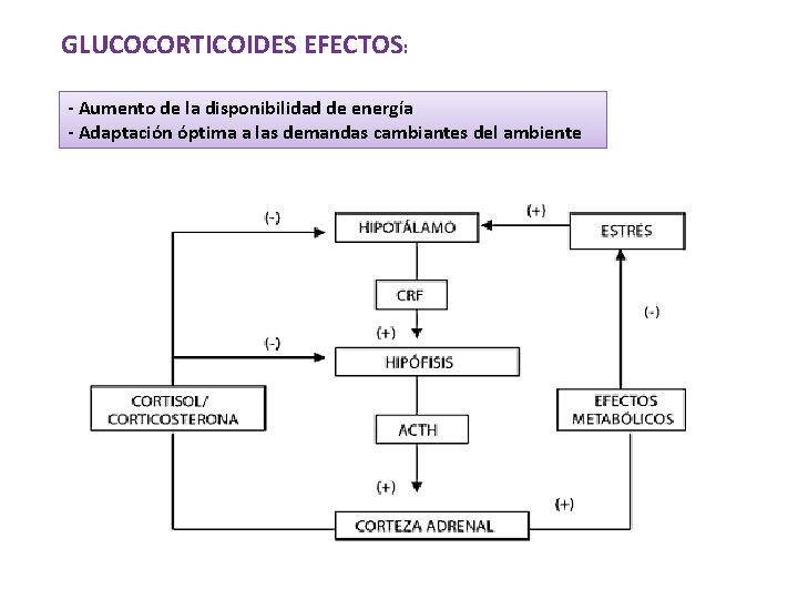 GLUCOCORTICOIDES EFECTOS: - Aumento de la disponibilidad de energía - Adaptación óptima a las