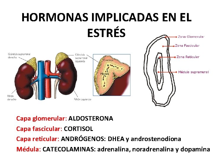 HORMONAS IMPLICADAS EN EL ESTRÉS Capa glomerular: ALDOSTERONA Capa fascicular: CORTISOL Capa reticular: ANDRÓGENOS: