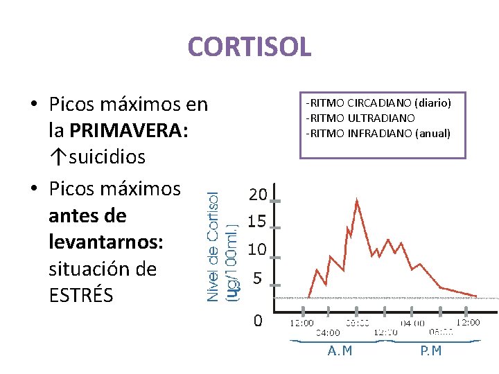 CORTISOL • Picos máximos en la PRIMAVERA: ↑suicidios • Picos máximos antes de levantarnos: