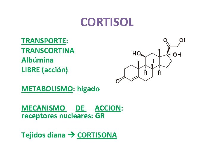 CORTISOL TRANSPORTE: TRANSCORTINA Albúmina LIBRE (acción) METABOLISMO: hígado MECANISMO DE ACCION: receptores nucleares: GR