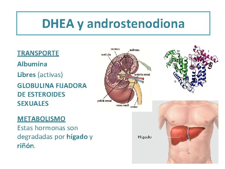 DHEA y androstenodiona TRANSPORTE Albumina Libres (activas) GLOBULINA FIJADORA DE ESTEROIDES SEXUALES METABOLISMO Estas