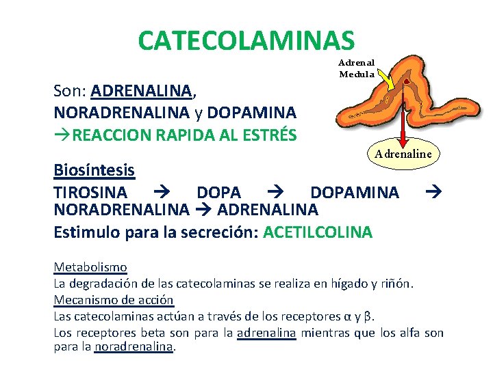 CATECOLAMINAS Son: ADRENALINA, NORADRENALINA y DOPAMINA REACCION RAPIDA AL ESTRÉS Biosíntesis TIROSINA DOPAMINA NORADRENALINA