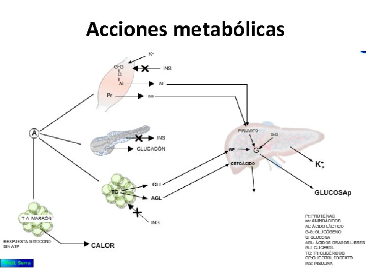 Acciones metabólicas 