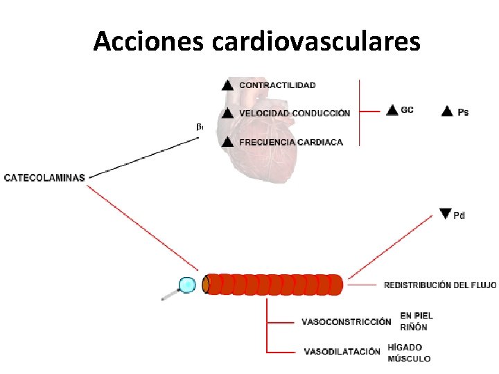 Acciones cardiovasculares 