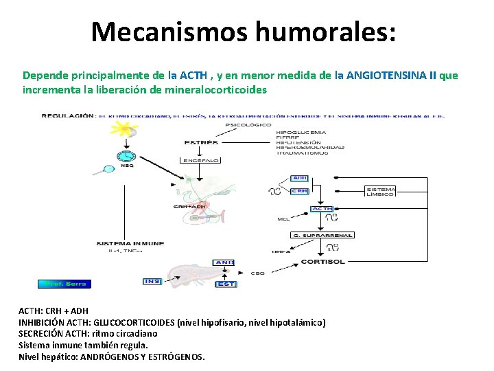 Mecanismos humorales: Depende principalmente de la ACTH , y en menor medida de la