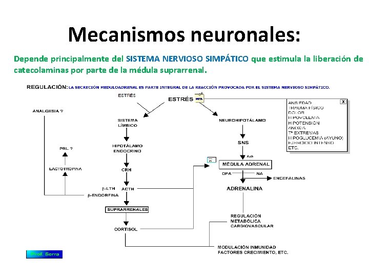 Mecanismos neuronales: Depende principalmente del SISTEMA NERVIOSO SIMPÁTICO que estimula la liberación de catecolaminas