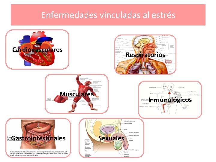 Enfermedades vinculadas al estrés Cardiovasculares Respiratorios Musculares Gastrointestinales Inmunológicos Sexuales 