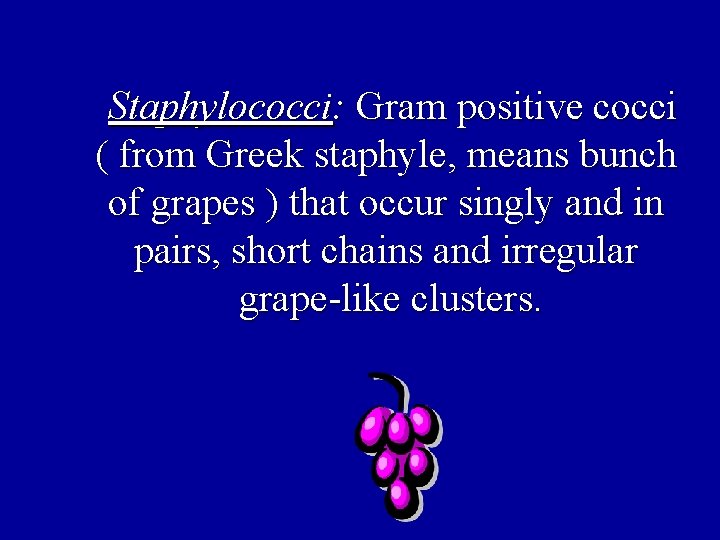 Staphylococci: Gram positive cocci ( from Greek staphyle, means bunch of grapes ) that