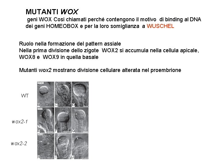 MUTANTI WOX geni WOX Cosi chiamati perché contengono il motivo di binding al DNA