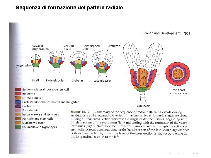 Sequenza di formazione del pattern radiale 