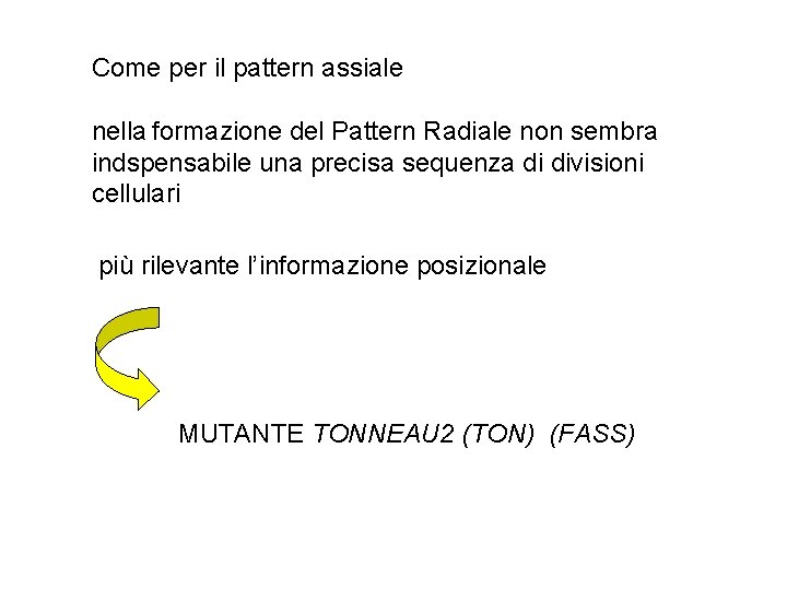 Come per il pattern assiale nella formazione del Pattern Radiale non sembra indspensabile una