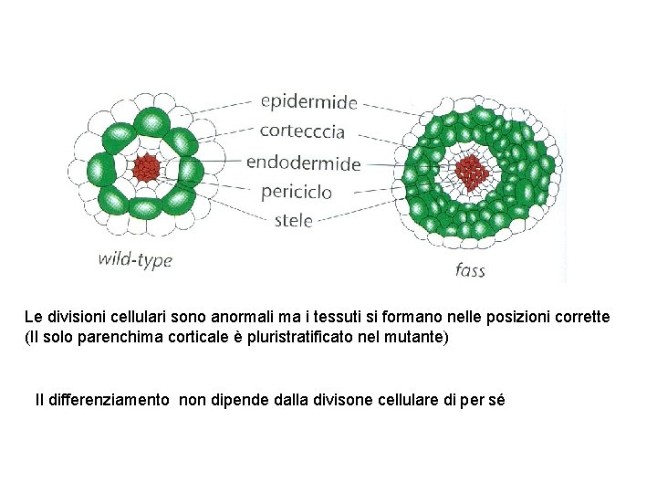 Le divisioni cellulari sono anormali ma i tessuti si formano nelle posizioni corrette (Il