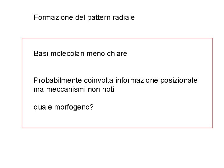 Formazione del pattern radiale Basi molecolari meno chiare Probabilmente coinvolta informazione posizionale ma meccanismi