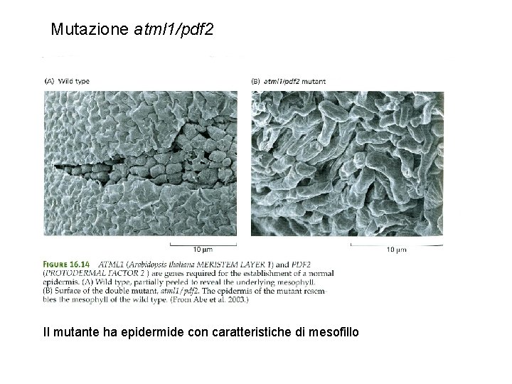 Mutazione atml 1/pdf 2 Il mutante ha epidermide con caratteristiche di mesofillo 