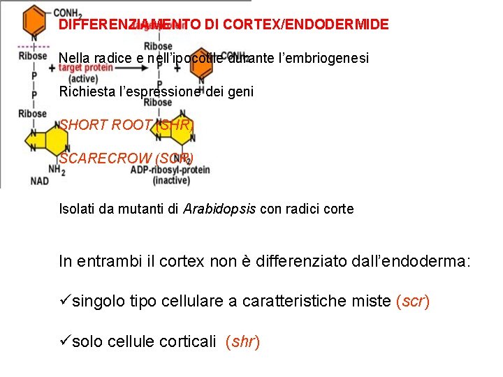 DIFFERENZIAMENTO DI CORTEX/ENDODERMIDE Nella radice e nell’ipocotile durante l’embriogenesi Richiesta l’espressione dei geni SHORT