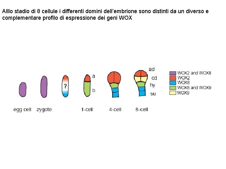 Alllo stadio di 8 cellule i differenti domini dell’embrione sono distinti da un diverso