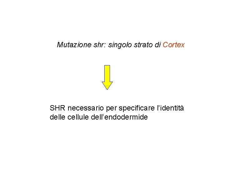 Mutazione shr: singolo strato di Cortex SHR necessario per specificare l’identità delle cellule dell’endodermide