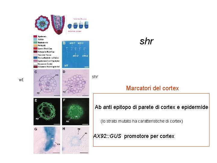 shr wt shr Marcatori del cortex Ab anti epitopo di parete di cortex e