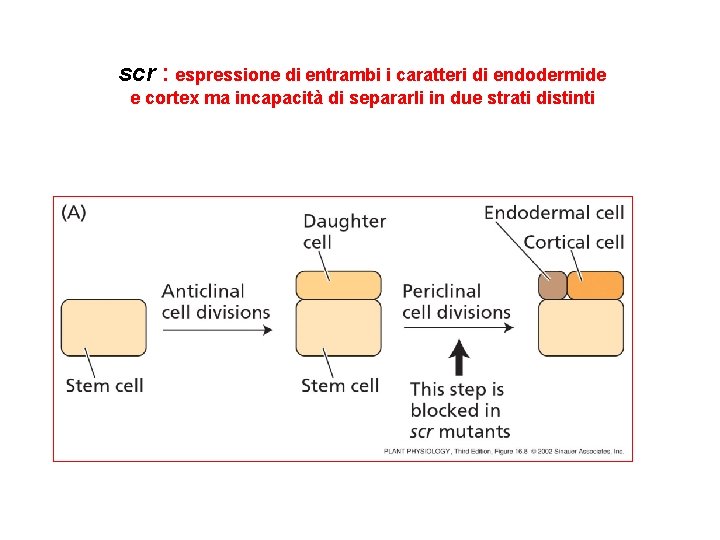 scr : espressione di entrambi i caratteri di endodermide e cortex ma incapacità di