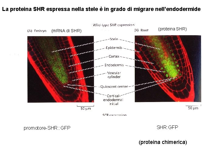 La proteina SHR espressa nella stele è in grado di migrare nell’endodermide (m. RNA