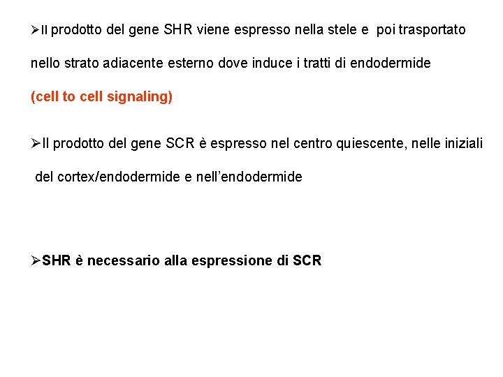 ØIl prodotto del gene SHR viene espresso nella stele e poi trasportato nello strato