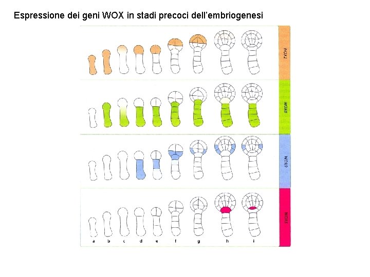 Espressione dei geni WOX in stadi precoci dell’embriogenesi 