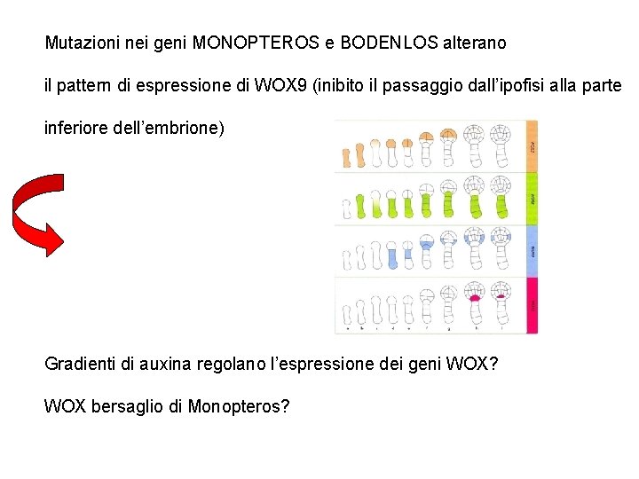 Mutazioni nei geni MONOPTEROS e BODENLOS alterano il pattern di espressione di WOX 9